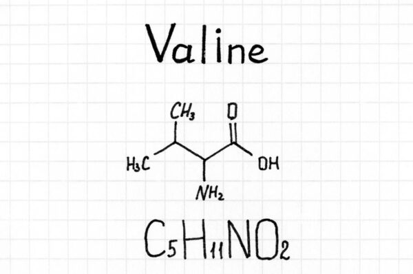 L-Valine 98% (Bayannur - Shandong Nutrient)